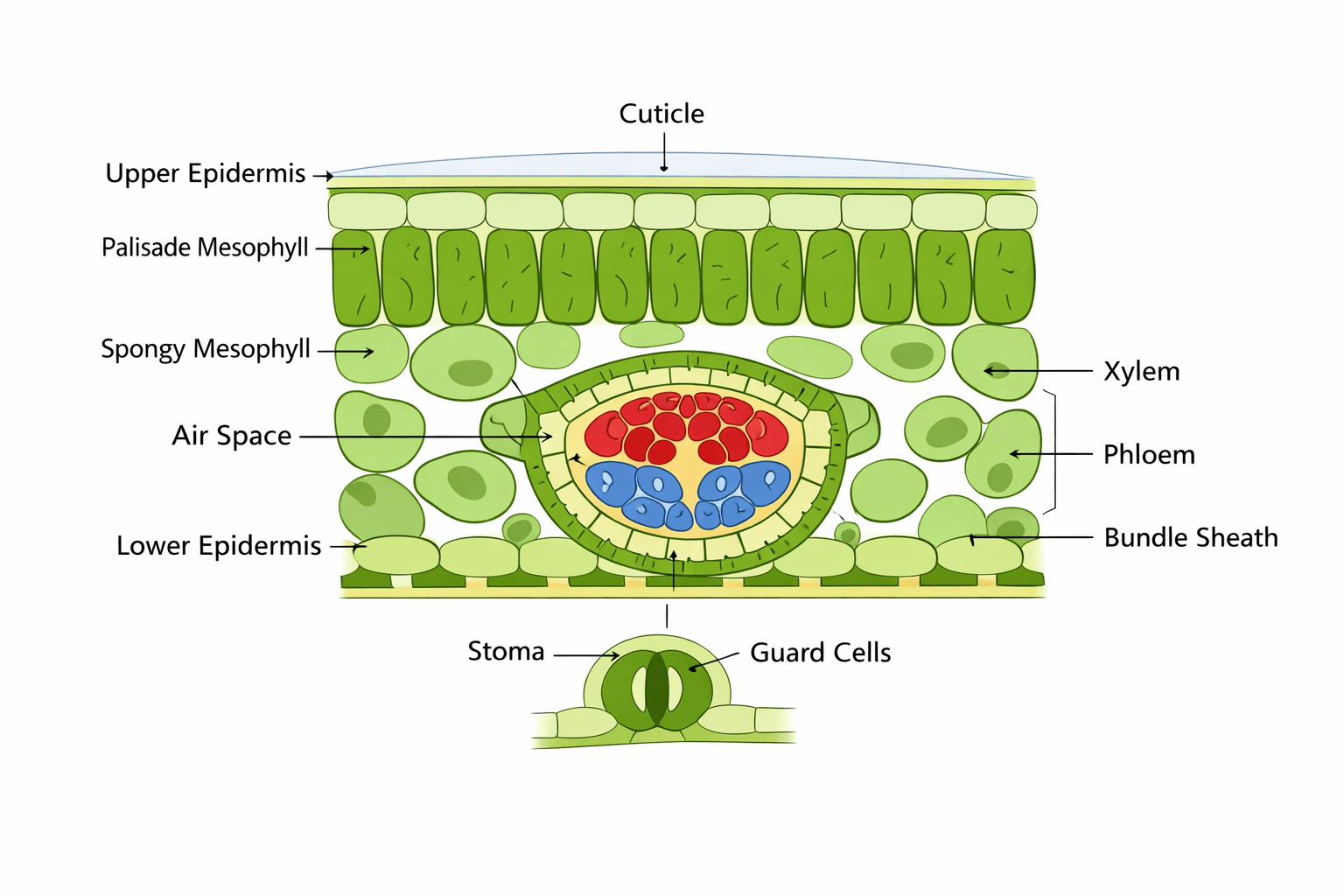 Leaf Anatomy Cross-section With Vascular Bundles And Stomata, Cross-Sections & Layers scientific figure in Clean Vector style