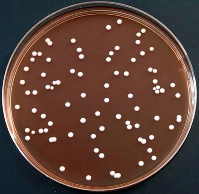 Complete example plate with white colonies on brown agar